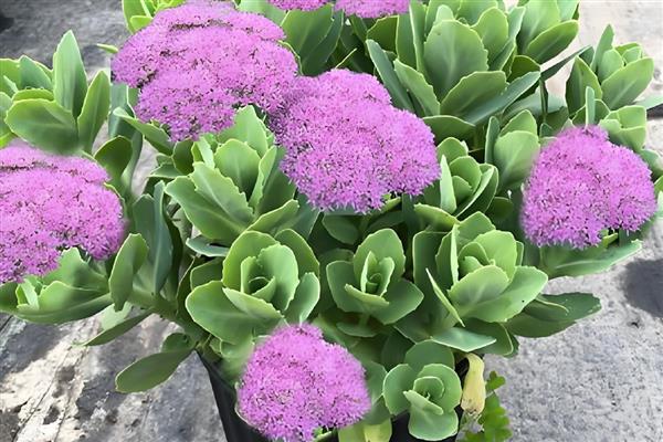 八宝景简介，一般是指八宝