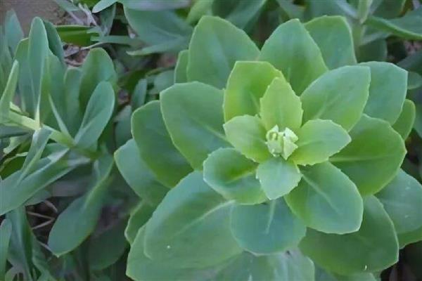 八宝景简介，一般是指八宝