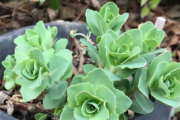 八宝景简介，一般是指八宝