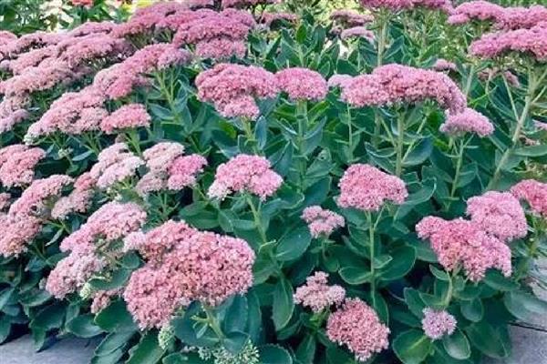 八宝景简介，一般是指八宝