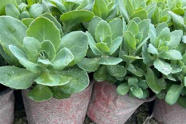 八宝景简介，一般是指八宝