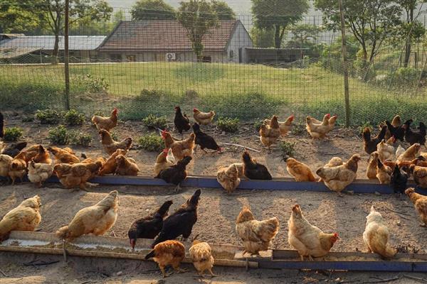 土鸡的体重,会随着周龄的增加而增长