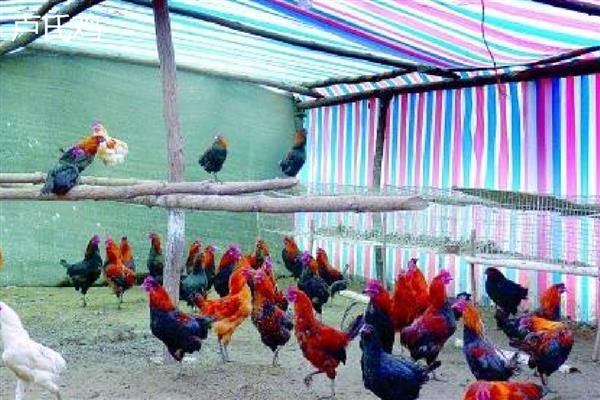 土鸡的体重,会随着周龄的增加而增长