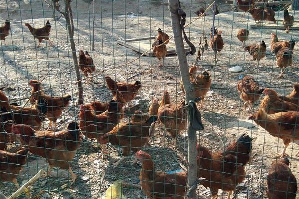 土鸡的体重,会随着周龄的增加而增长