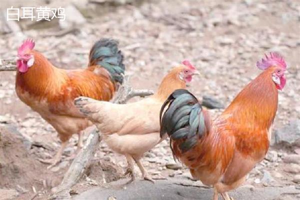 土鸡的体重,会随着周龄的增加而增长
