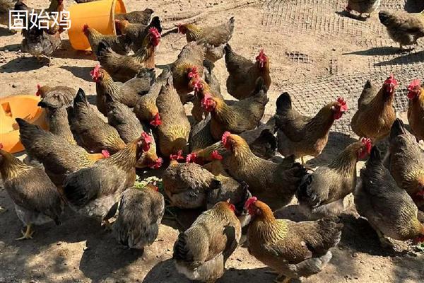 土鸡的体重,会随着周龄的增加而增长