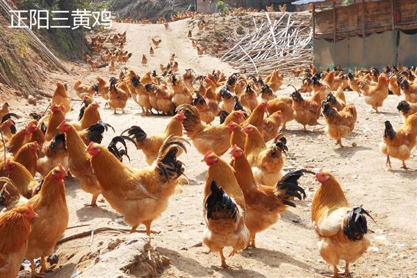 土鸡的体重,会随着周龄的增加而增长