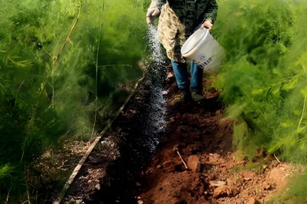 芦笋苗的种植方法,将植株带土放入定植穴中
