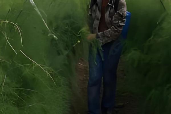 芦笋苗的种植方法,将植株带土放入定植穴中