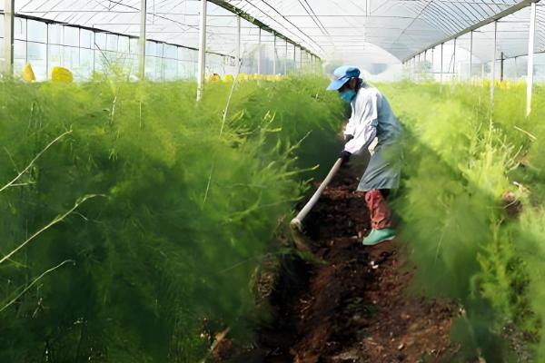 芦笋苗的种植方法,将植株带土放入定植穴中