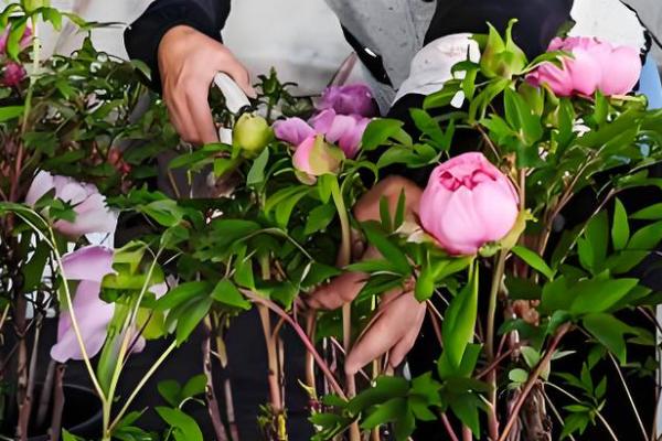 牡丹花秋季的修剪方法，花期过后进行一次修枝的工作
