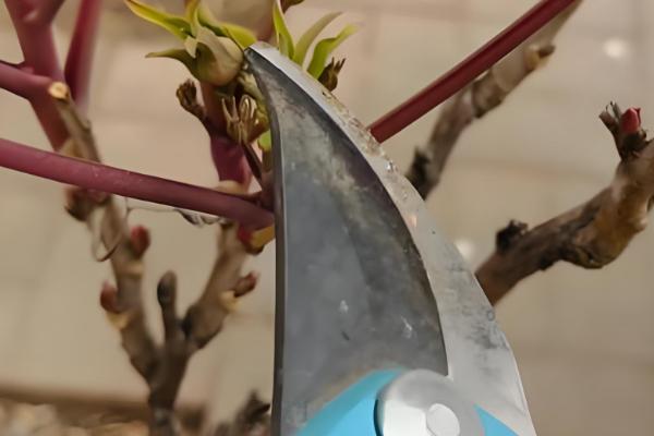 牡丹花秋季的修剪方法，花期过后进行一次修枝的工作