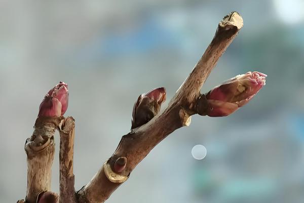 牡丹花秋季的修剪方法，花期过后进行一次修枝的工作