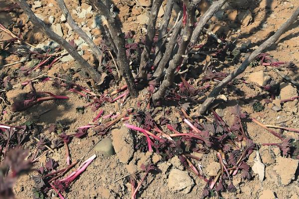 牡丹花秋季的修剪方法，花期过后进行一次修枝的工作