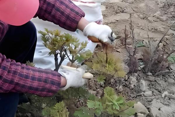 牡丹花秋季的修剪方法，花期过后进行一次修枝的工作