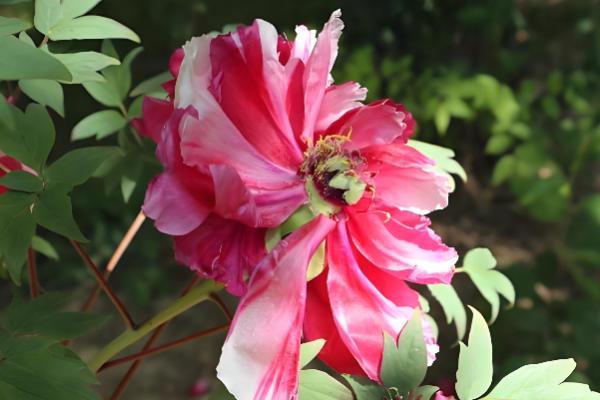 牡丹花秋季的修剪方法，花期过后进行一次修枝的工作