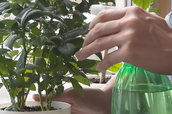 牡丹花秋季的修剪方法，花期过后进行一次修枝的工作