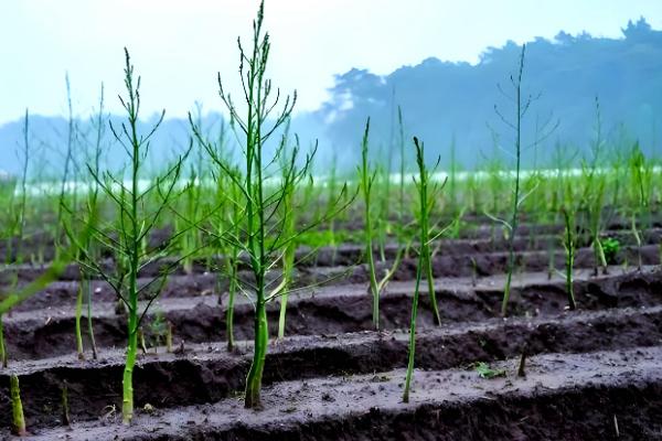 芦笋苗的种植方法,将植株带土放入定植穴中