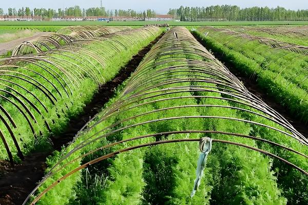 芦笋苗的种植方法,将植株带土放入定植穴中