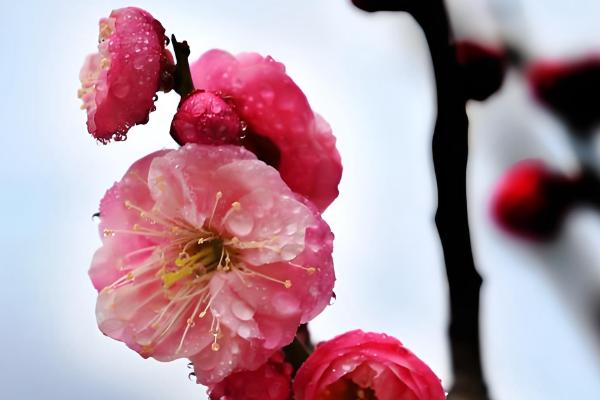 梅花能否养在卧室中，在室内养殖可以表达情操