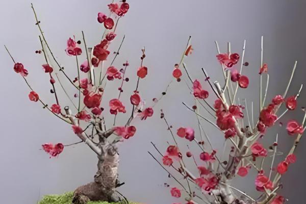 梅花能否养在卧室中，在室内养殖可以表达情操