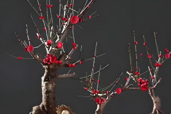 梅花能否养在卧室中，在室内养殖可以表达情操