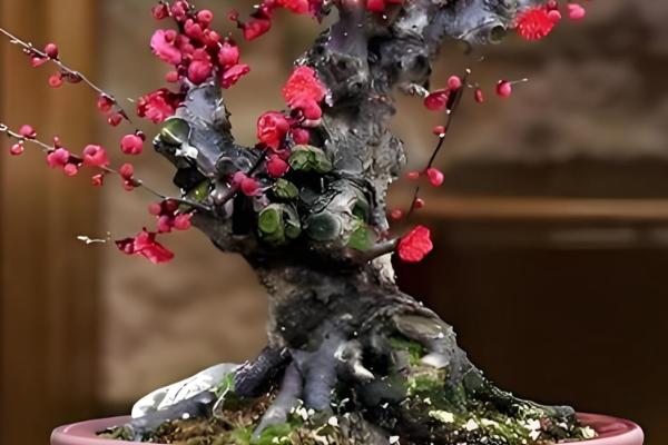 梅花能否养在卧室中，在室内养殖可以表达情操