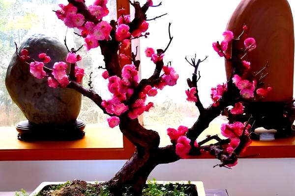 梅花能否养在卧室中，在室内养殖可以表达情操