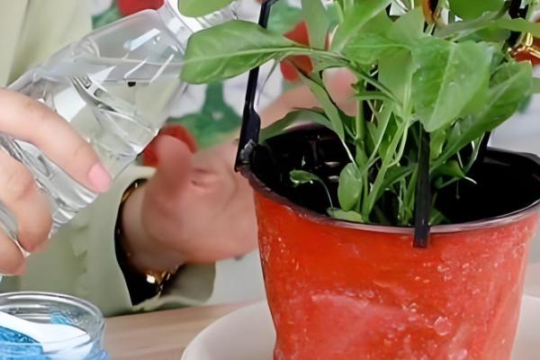 蓝雪花的养殖方法，根据土壤的干燥情况浇水