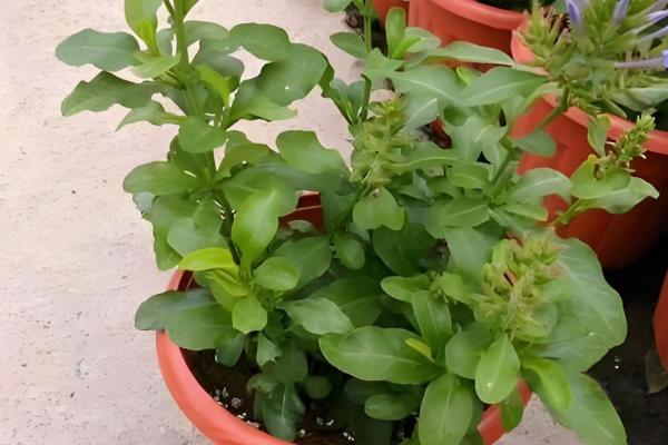 蓝雪花的养殖方法，根据土壤的干燥情况浇水