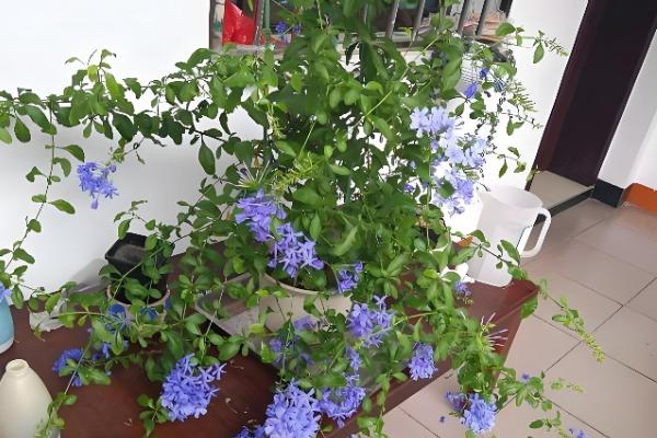 蓝雪花的养殖方法，根据土壤的干燥情况浇水