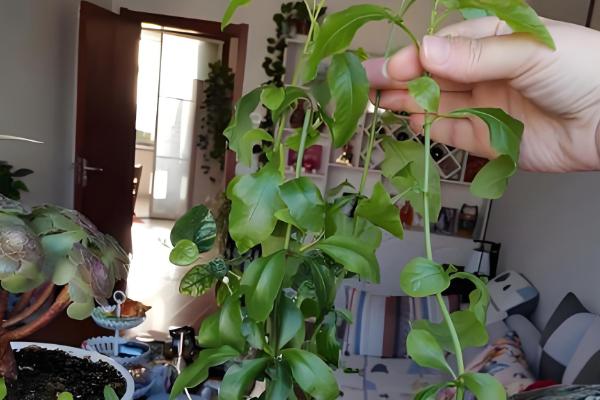 蓝雪花的养殖方法，根据土壤的干燥情况浇水