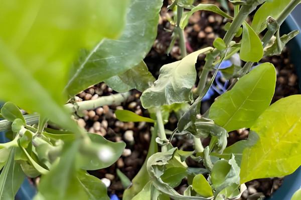 蓝雪花的养殖方法，根据土壤的干燥情况浇水