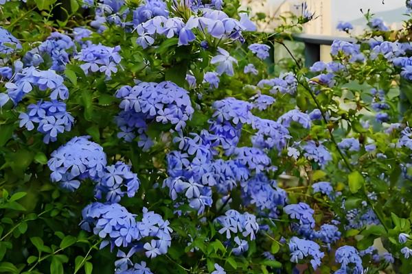 蓝雪花的养殖方法，根据土壤的干燥情况浇水