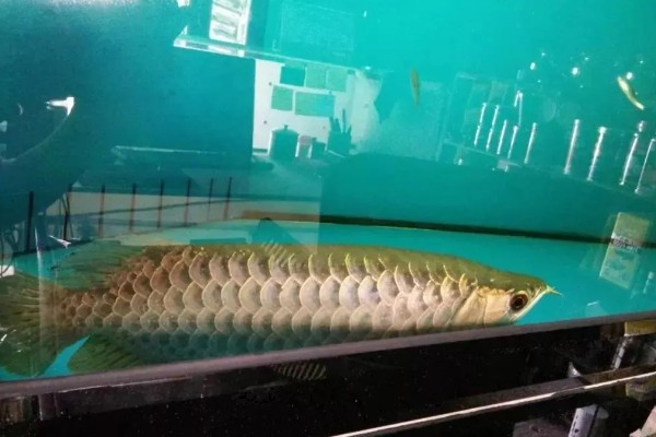 1米2长60厘米宽的缸能养龙鱼吗，是可以养银龙鱼的