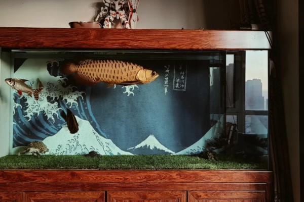 1米2长60厘米宽的缸能养龙鱼吗，是可以养银龙鱼的