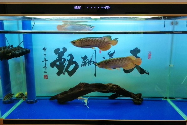 1米2长60厘米宽的缸能养龙鱼吗，是可以养银龙鱼的