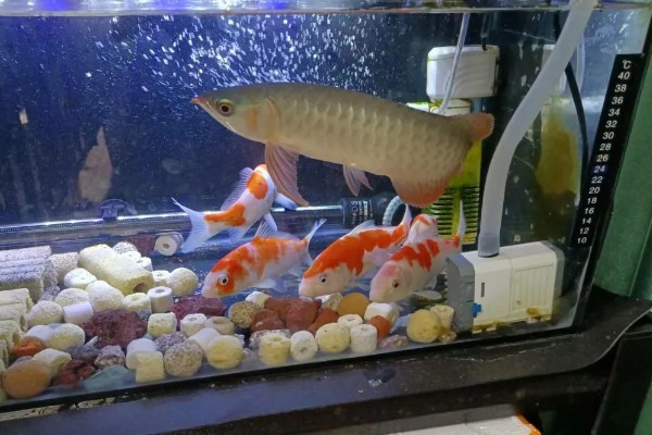 1米2长60厘米宽的缸能养龙鱼吗，是可以养银龙鱼的