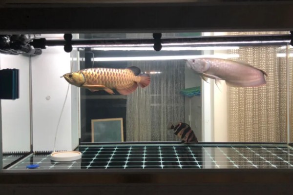 1米2长60厘米宽的缸能养龙鱼吗，是可以养银龙鱼的