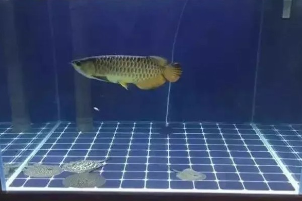 1米2长60厘米宽的缸能养龙鱼吗，是可以养银龙鱼的