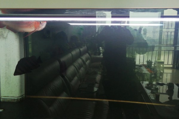 1米2长60厘米宽的缸能养龙鱼吗，是可以养银龙鱼的