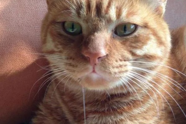 猫咪流口水怎么办，感染口炎可使用消炎类口腔喷剂