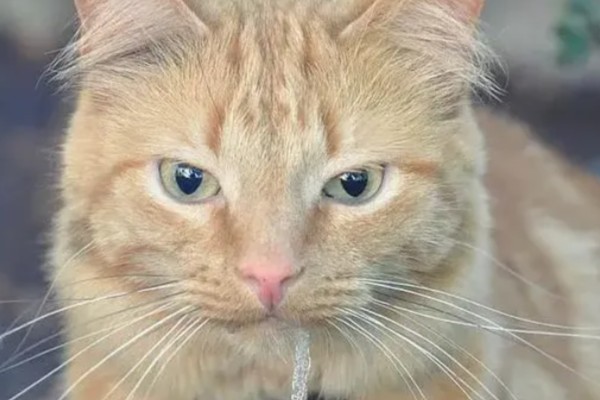 猫咪流口水怎么办，感染口炎可使用消炎类口腔喷剂