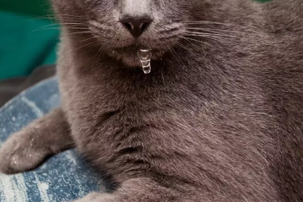 猫咪流口水怎么办，感染口炎可使用消炎类口腔喷剂