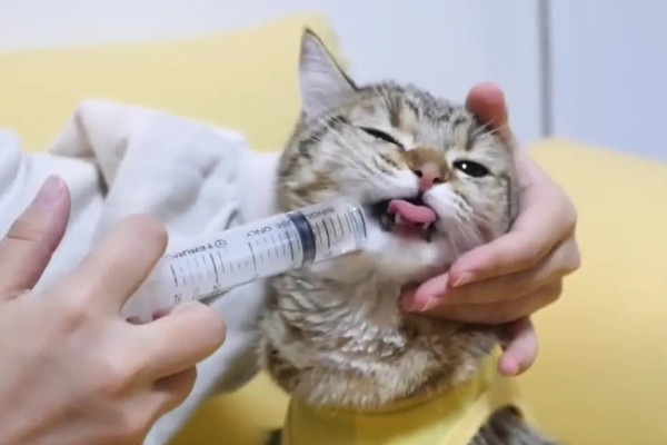 猫咪流口水怎么办，感染口炎可使用消炎类口腔喷剂
