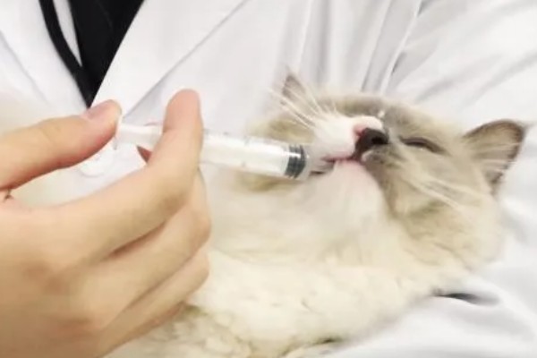 猫咪流口水怎么办，感染口炎可使用消炎类口腔喷剂