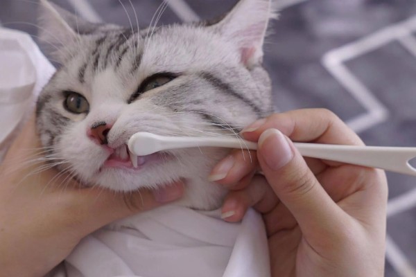 猫咪流口水怎么办，感染口炎可使用消炎类口腔喷剂