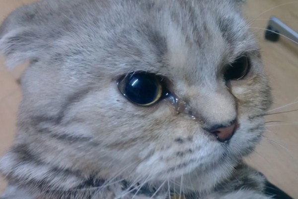 猫咪流口水怎么办，感染口炎可使用消炎类口腔喷剂