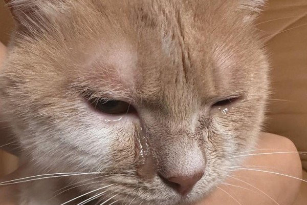 猫咪流口水怎么办，感染口炎可使用消炎类口腔喷剂