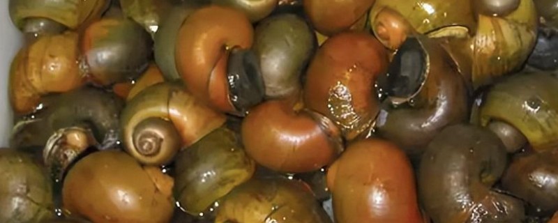 福寿螺好不好养，很好养